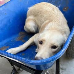 Abandoned Pup Rescued on the Way to Euthanasia in Wheelbarrow