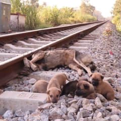 Heartwrenching Emotions of Orphaned Pups Mourning The Loss Of Their Their Mother