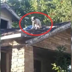 Shocked Bystanders Discover Dog Stranded on Rooftop, Crying Out for Help
