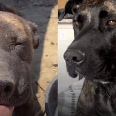 Dog Left Tied in Scorching Heat Finally Finds the Loving Home She Always Deserved