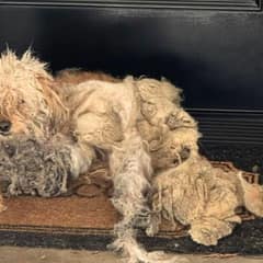 Kind Woman’s Efforts Help Severally Neglected Dog Find His Happy Ending