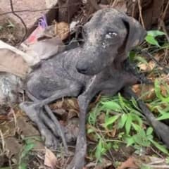 Abandoned Pup Left in Trash Finds Love and A New Life After Being Rescued