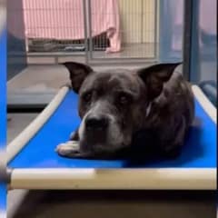 12-Year-Old Pup Saved From Euthanasia, But A Heartbreaking Discovery Awaits