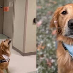 Golden Retriever’s Adorable Reaction To His Own Reflection Has Everyone Laughing