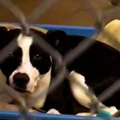 Heartbroken Pittie Waits Over 700 Days for a Forever Home