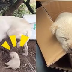 Tiny Puppy Rescued After Being Rejected by His Own Mother