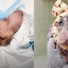Everyone Thought She Was A Puppy, Until Her Hidden Story Unveiled