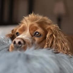 7 Things That Can Hurt Your Dog’s Feelings