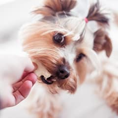 Love at First Bite: Easy Peanut Butter and Pumpkin Treats for Your Dogs!