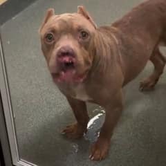 How a Stray Dog Overcome His Past Trauma To Find A Forever Home