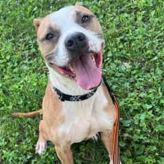 463 Days of Waiting: Roux’s Heart Still Hopes for a Family to Call His Own