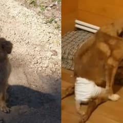 Wheels of Hope: Pup With Broken Spine Found Happiness Against All Odds