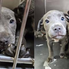 Abandoned Litter of 11 Puppies Seeks Loving Homes at Local Shelter