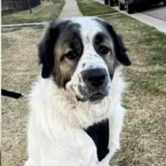 Family Reunites With Their Beloved Dog After Two-Year Separation