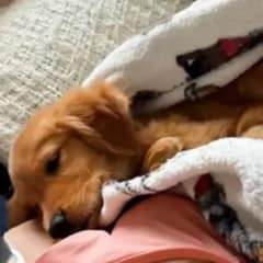 Family’s Unyielding Support Helps Abandoned Puppy Overcome Her Mystery Illness