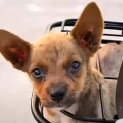 Abandoned Pup Desperately Clings to Biker, Finds a Loving Home After Hard Life on the Streets