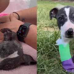 Puppy Who Was Found In Trash Learns To Walk Again