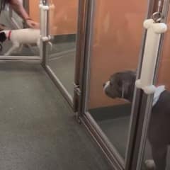 Shelter Dog Looks On Sadly As Adopters Pass Her By For Puppies Instead