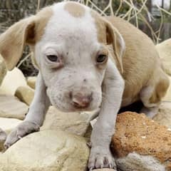 Shivering Little Pup Finds A Warm Home and a Second Chance at Happiness