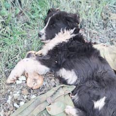 Abandoned Pup Left With Broken Legs and Jaw Waits Days For His Owner