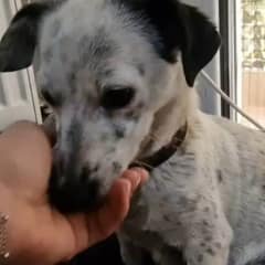 Terrified Mama Dog Giving Birth in Basement Finds Hope Through Her Rescuer’s Gentle Touch