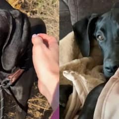 Cyclist Rescued Scared Dog Hiding in the Bushes, Giving Him The Best Life He Deserves
