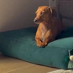A Heartwarming Surprise: Lonely Pup Finds Joy in a New Best Friend