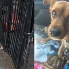 Lonely Puppy With A Broken Paw Cried In Pain Until Kind Rescuers Came To Save Him