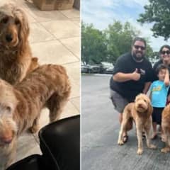 Caring Shelter Staff Help Heartbroken Dogs Feel The Love They Deserve