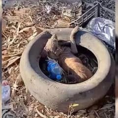Lonely Pup in a Tire Discovers Love and New Beginnings After Heartwarming Rescue