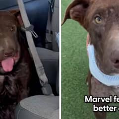 Dog Recovers from Swollen Face, Reunites with His Best Friend in Heartwarming Rescue!
