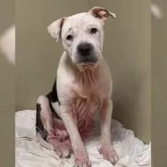 Scared Shelter Dog Discovers the True Meaning of Love and Life