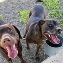 Family Requests Euthanasia for Their Two Dogs, Shelter Refuses to Follow Through