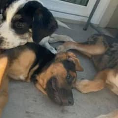 Driver Rescues Three Scared Puppies From A Busy Freeway