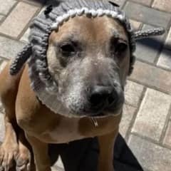 Sweet Pit Bull Overlooked at Adoption Event Finally Finds Forever Home