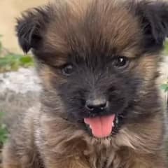 A New Companion: A Traveler’s Journey Takes an Emotional Turn with a Rescue Puppy