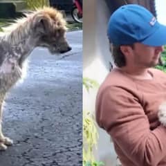 Rescue Transformation: Underweight Stray Becomes Adorable Fluffball in Just Weeks