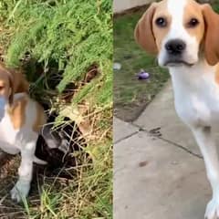 Heartbreaking and Inspiring Transformation of a Rescued Beagle Puppy