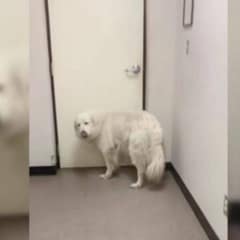 Heartbroken Surrendered Dog Sits Alone at Shelter Door, Longing for Her Beloved Family