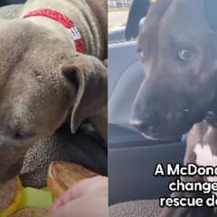 Scared Pup Finds Happiness in McDonald’s Cheeseburgers