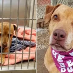 Pittie Finds Her Miracle After Years of Waiting for Owners Who Never Came Back