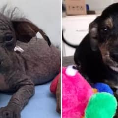 Abandoned Mama Dog and Her Puppies Blossom In Their New Forever Home