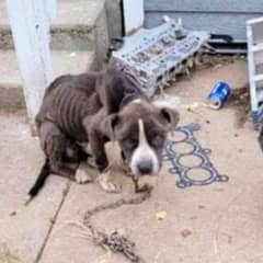 Pup Was Chained Next To Abandoned House By Owner, But Then His Luck Changed For The Better