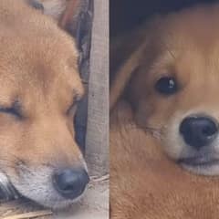Two Resilient Pup Siblings Overcome Hardship and Find Joy Together After Rescue