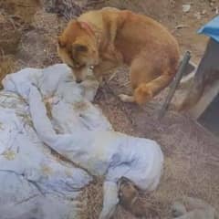 Heartbroken Caring Mama Dog Begs for Release from Chain to Feed Her Precious Puppies
