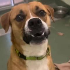 Benji the Dog Finally Finds His Forever Home After 172 Days of Hope and Waiting