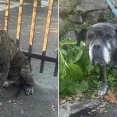 Rescuers Stumble Upon Two Dogs Tied to a Fence, Find Owner’s Note That Leaves Them Speechless