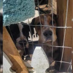 Heartwarming Rescue: Abandoned Pups Locked in Yard Move Rescuers to Tears
