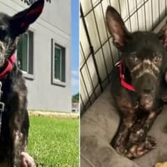 Starving Rescued Puppy Found On A Porch Finds Hope and a Loving Home