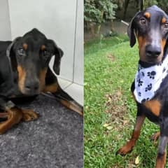 Starving Doberman Rescued From Streets Transforms Into The Happiest Pup